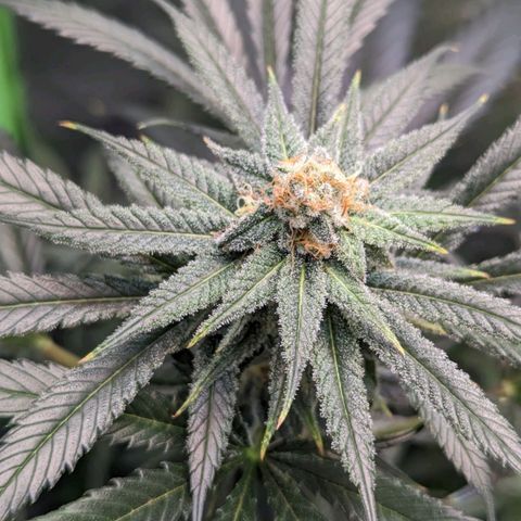 GDP4 growlog timeline photo