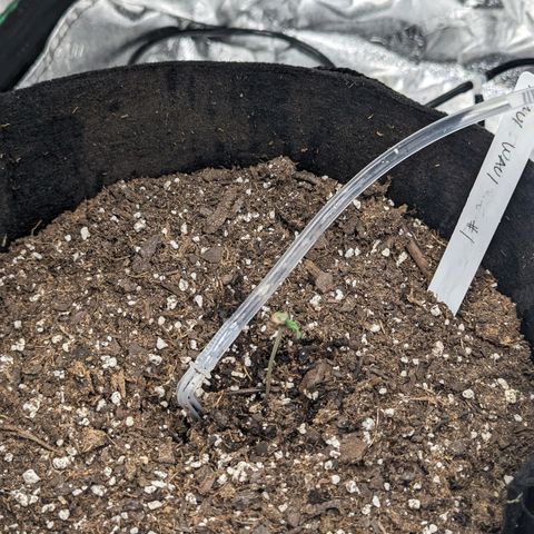 Maui Waui 1 growlog timeline photo