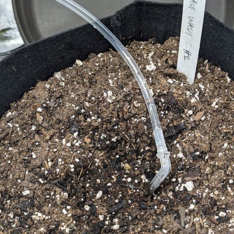 Maui Waui 2 growlog timeline photo