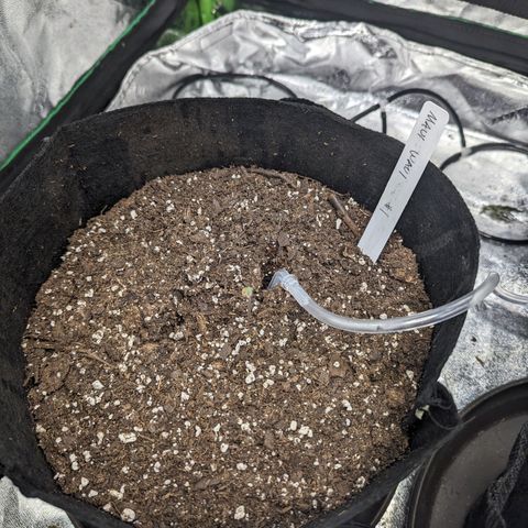 Maui Waui 1 growlog timeline photo