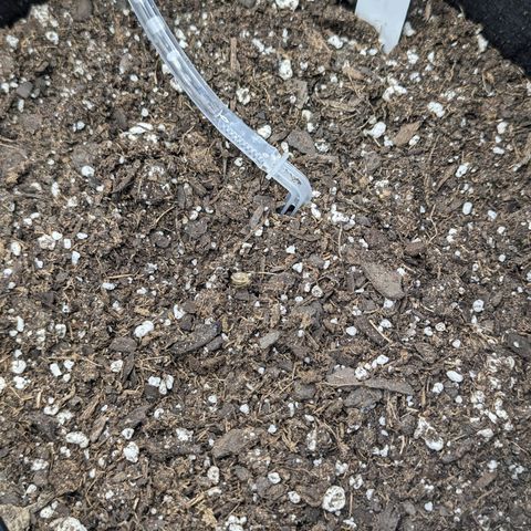 Maui Waui 2 growlog timeline photo