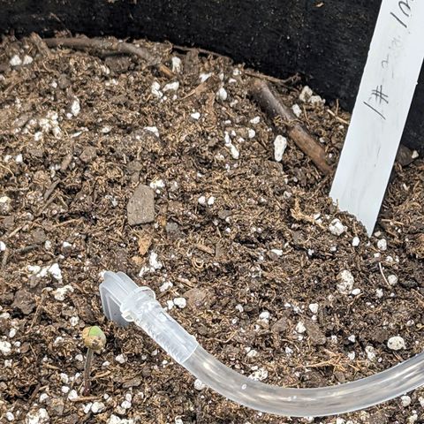 Maui Waui 1 growlog timeline photo