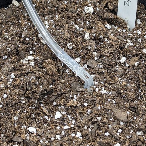 Maui Waui 2 growlog timeline photo