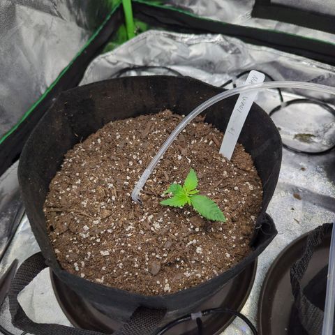 Maui Waui 1 growlog timeline photo