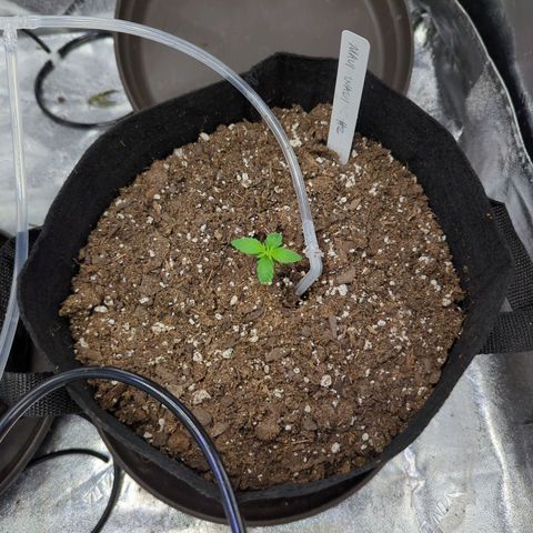 Maui Waui 2 growlog timeline photo