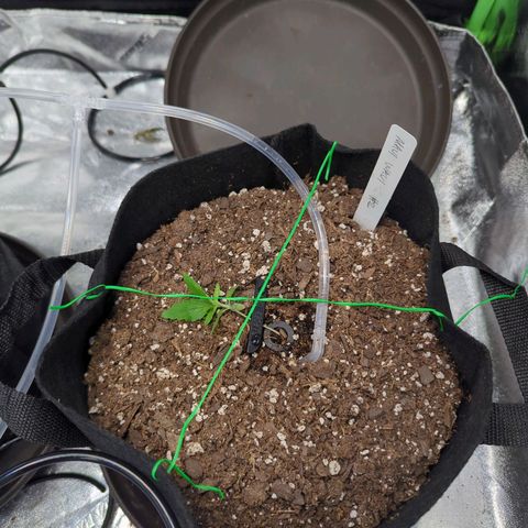 Maui Waui 2 growlog timeline photo