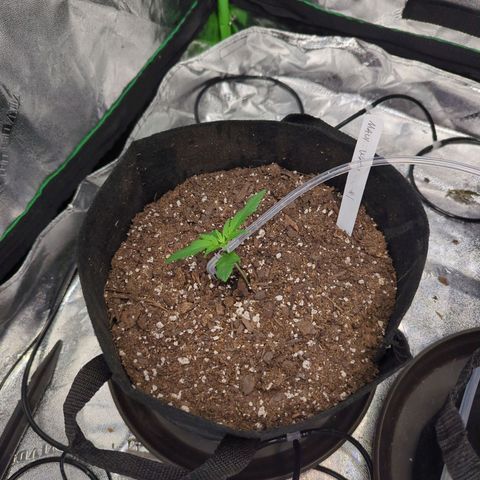 Maui Waui 1 growlog timeline photo