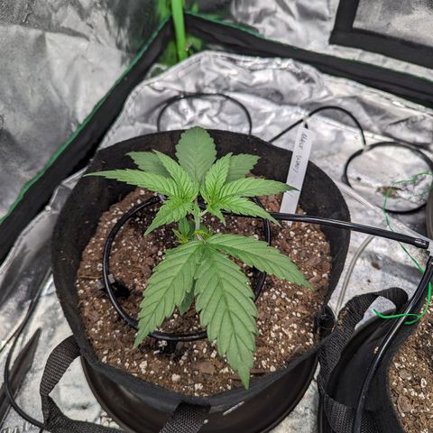 Maui Waui 1 growlog timeline photo