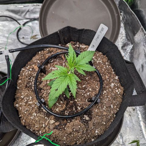 Maui Waui 2 growlog timeline photo