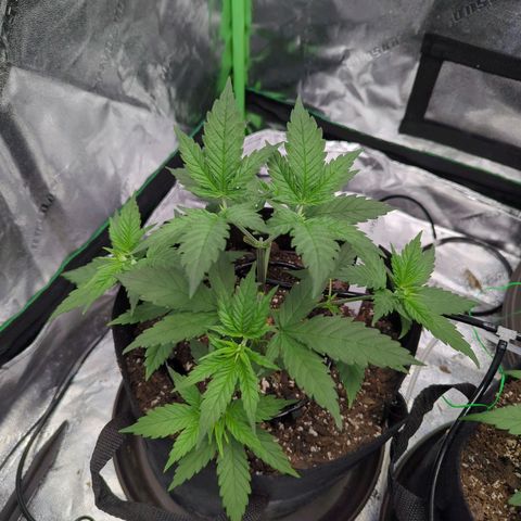 Maui Waui 1 growlog timeline photo