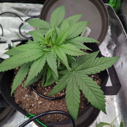 Maui Waui 2 growlog timeline photo