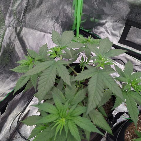 Maui Waui 1 growlog timeline photo