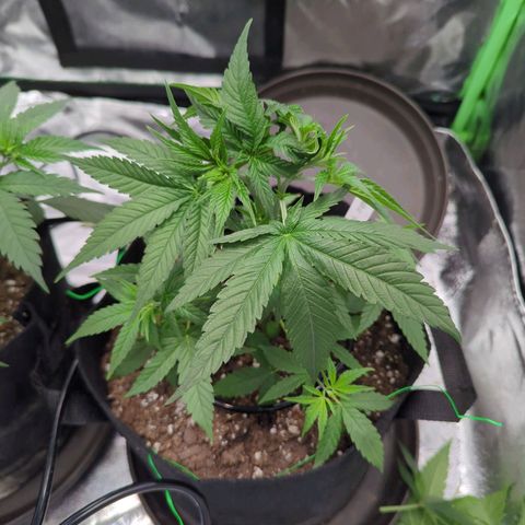 Maui Waui 2 growlog timeline photo
