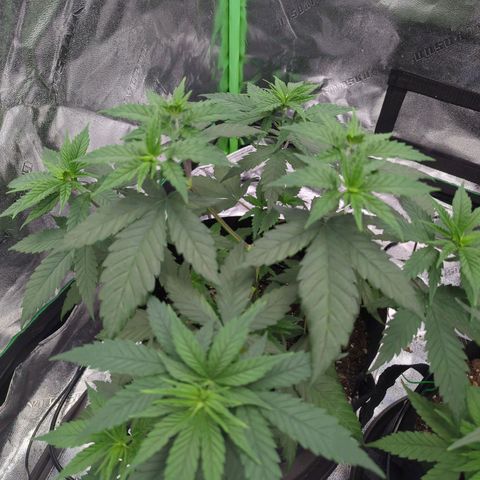 Maui Waui 1 growlog timeline photo