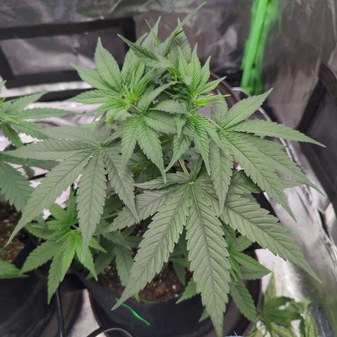 Maui Waui 2 growlog timeline photo