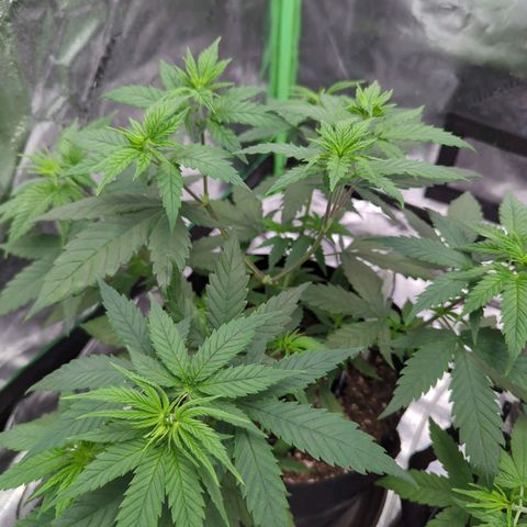 Maui Waui 1 growlog timeline photo