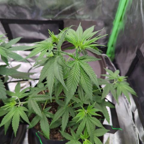 Maui Waui 2 growlog timeline photo