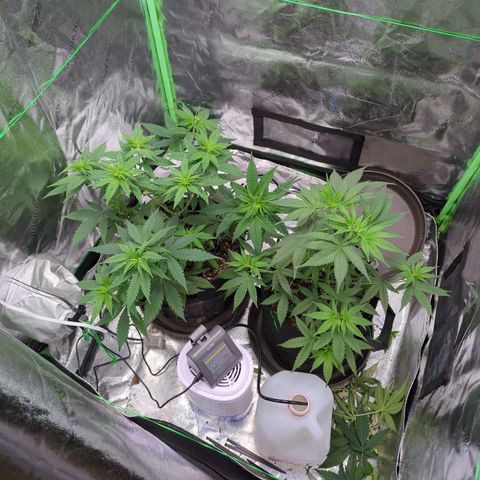 Maui Waui 1 growlog timeline photo
