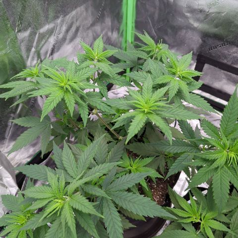 Maui Waui 1 growlog timeline photo