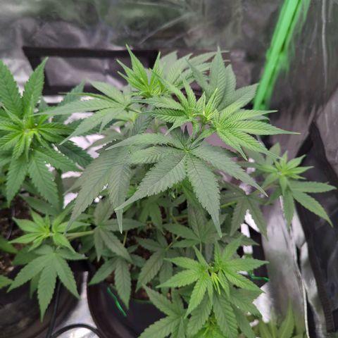 Maui Waui 2 growlog timeline photo