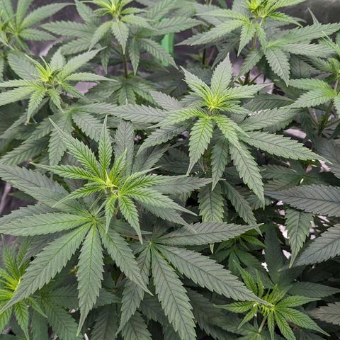Maui Waui 1 growlog timeline photo