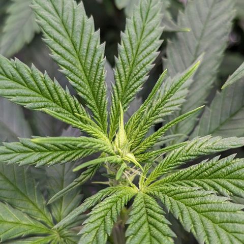 Maui Waui 1 growlog timeline photo