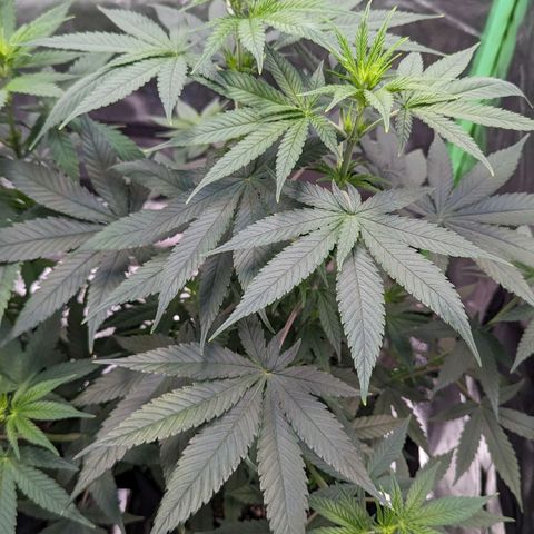 Maui Waui 2 growlog timeline photo