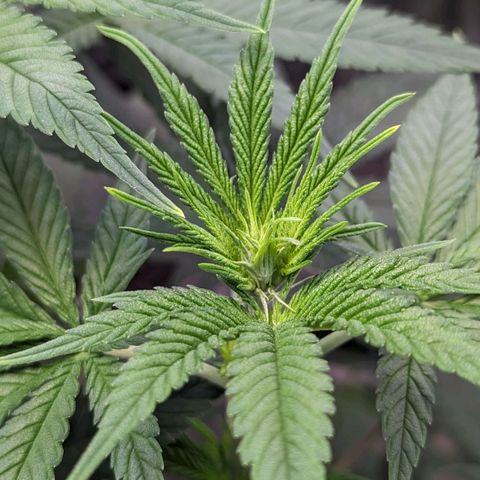 Maui Waui 2 growlog timeline photo