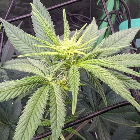 Maui Waui 2 growlog timeline photo