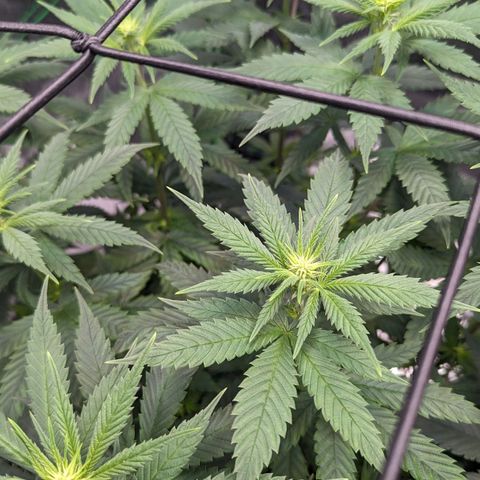 Maui Waui 1 growlog timeline photo