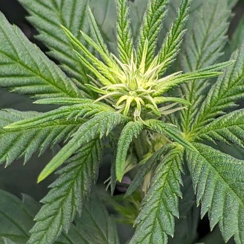 Maui Waui 1 growlog timeline photo