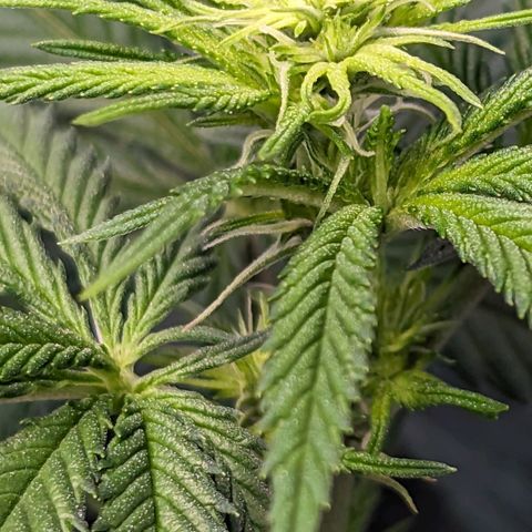 Maui Waui 1 growlog timeline photo