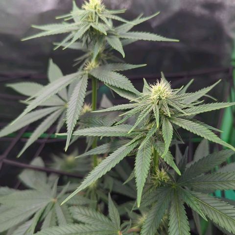 Maui Waui 2 growlog timeline photo