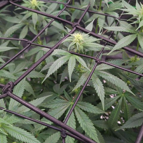 Maui Waui 1 growlog timeline photo
