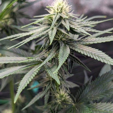 Maui Waui 2 growlog timeline photo