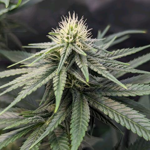 Maui Waui 2 growlog timeline photo