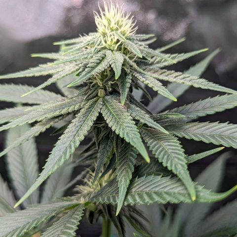 Maui Waui 2 growlog timeline photo