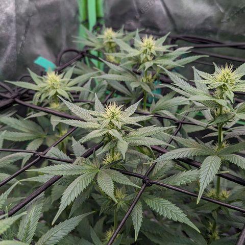 Maui Waui 1 growlog timeline photo