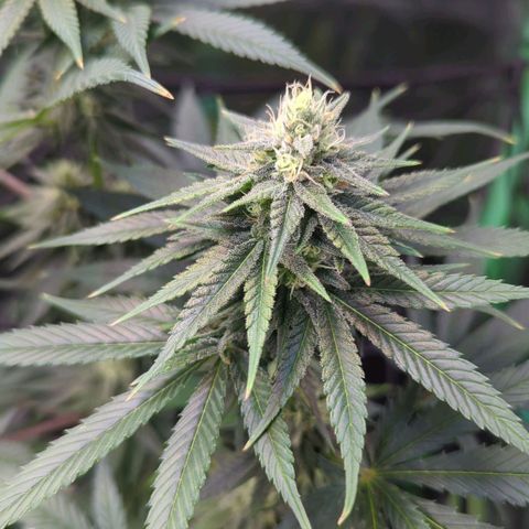 Maui Waui 2 growlog timeline photo