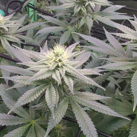 Maui Waui 1 growlog timeline photo