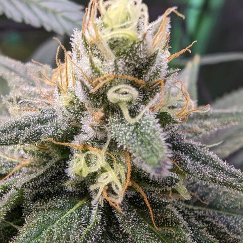 Maui Waui 2 growlog timeline photo
