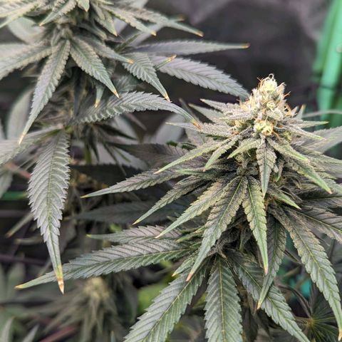 Maui Waui 2 growlog timeline photo
