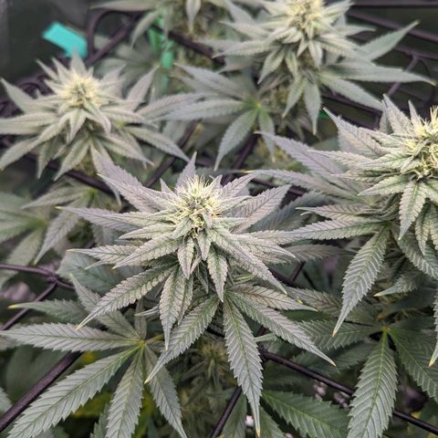 Maui Waui 1 growlog timeline photo