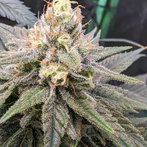 Maui Waui 2 growlog timeline photo