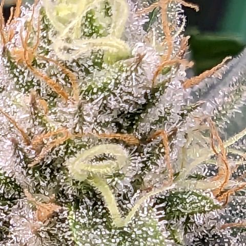 Maui Waui 2 growlog timeline photo