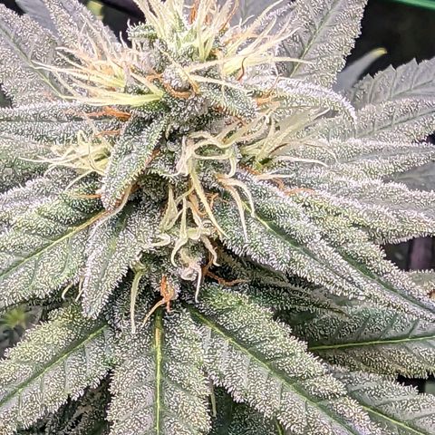 Maui Waui 1 growlog timeline photo