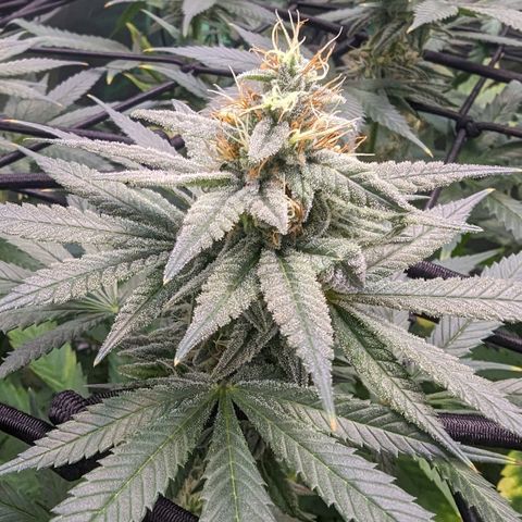 Maui Waui 1 growlog timeline photo
