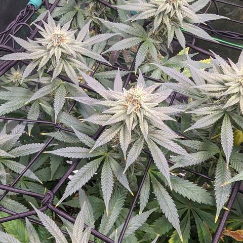 Maui Waui 1 growlog timeline photo
