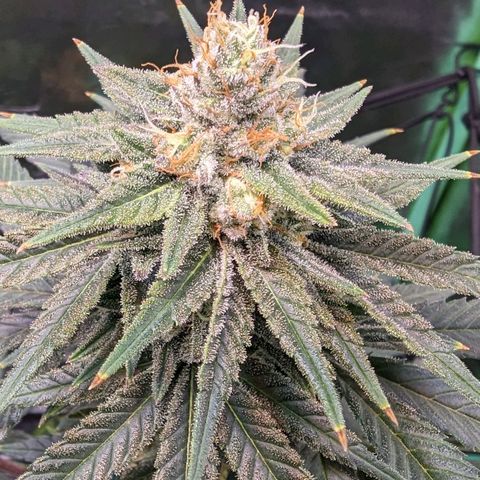 Maui Waui 2 growlog timeline photo