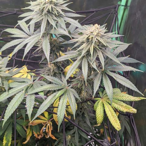 Maui Waui 2 growlog timeline photo